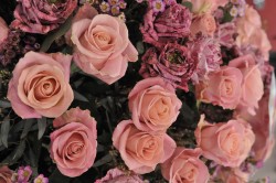 Rosa, Pink und Lila waren für den Muttertagsstrauß 2016 auch bei Rosen besonders gern nachgefragt.